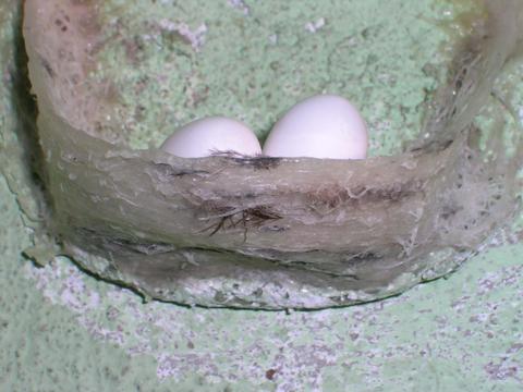 Bird Nest with Eggs